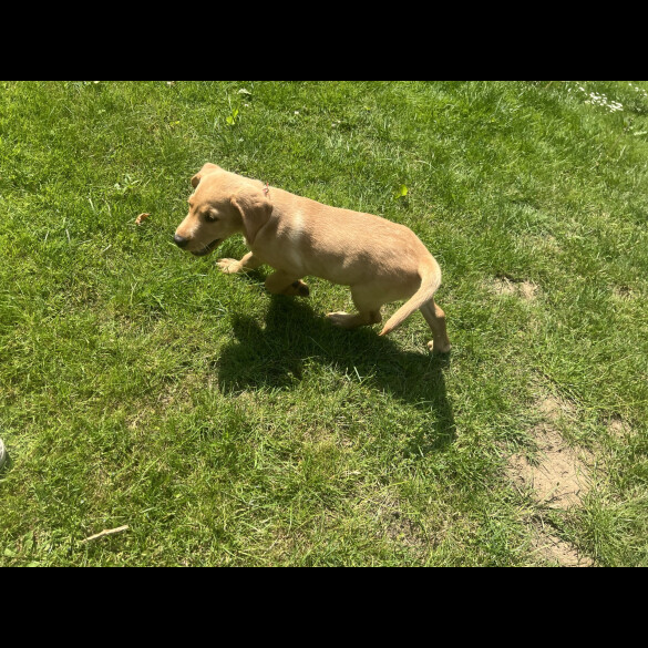Labrador Retriever - Dogs