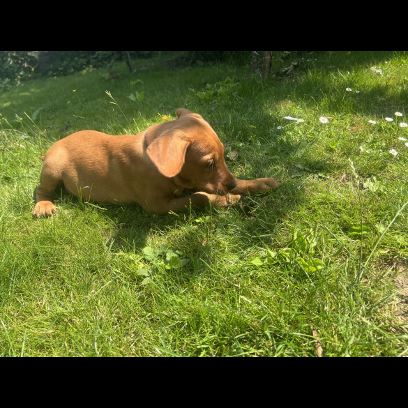 Labrador Retriever - Dogs