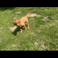 Labrador Retriever - Dogs