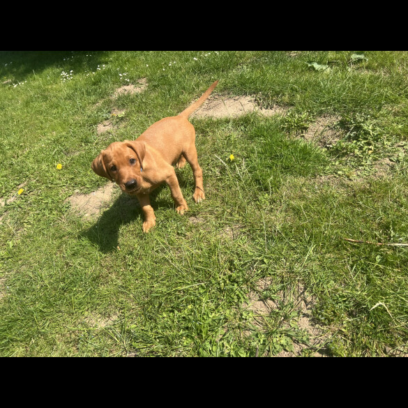 Labrador Retriever - Dogs