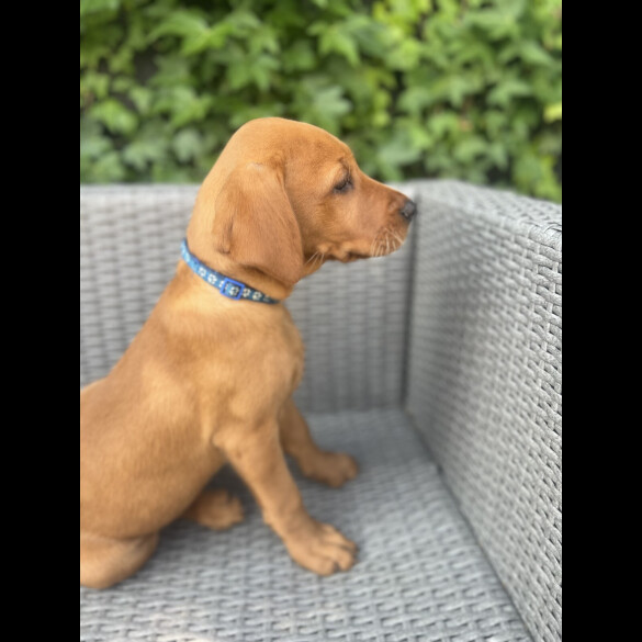 Labrador Retriever - Dogs