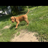 Labrador Retriever - Dogs