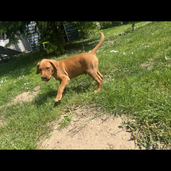 Labrador Retriever - Dogs