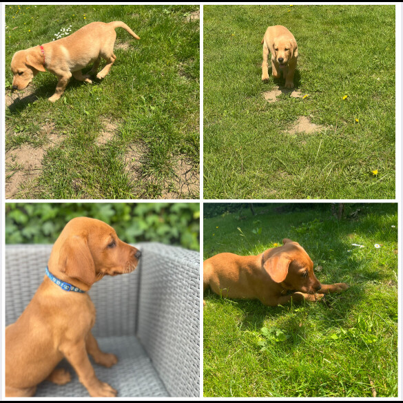 Labrador Retriever - Dogs