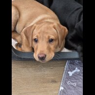 Labrador Retriever - Both