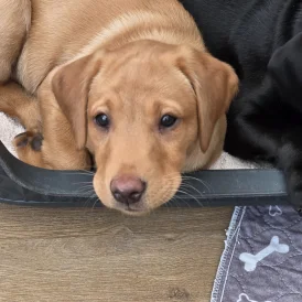 Labrador Retriever - Both