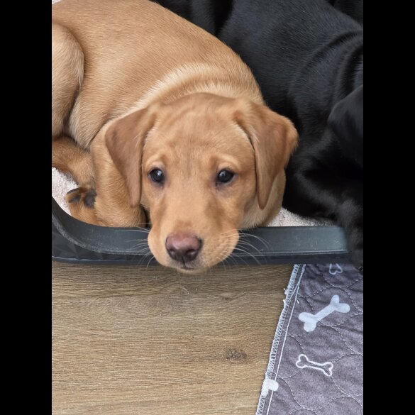 Labrador Retriever - Both
