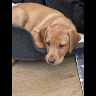 Labrador Retriever - Both