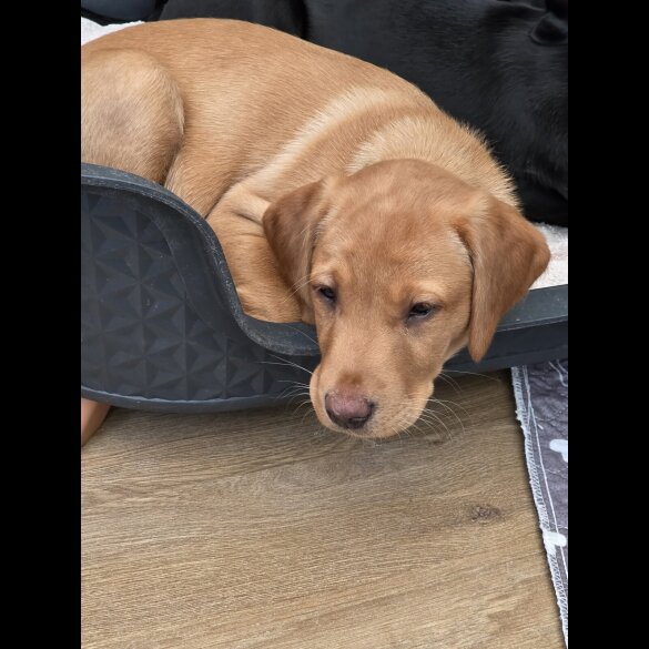 Labrador Retriever - Both