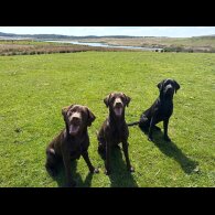 Labrador Retriever - Both