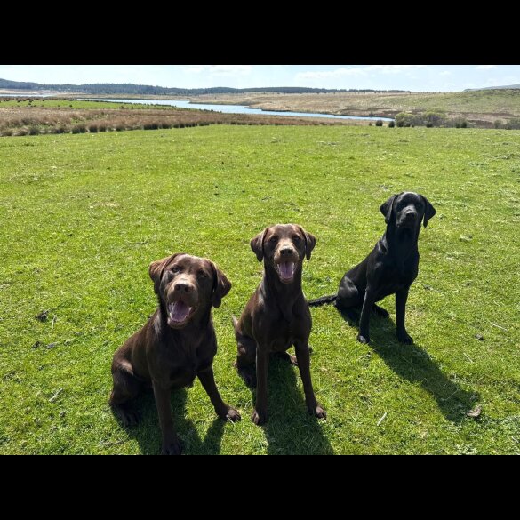 Labrador Retriever - Both
