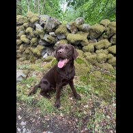 Labrador Retriever - Both