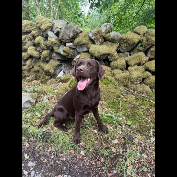 Labrador Retriever - Both