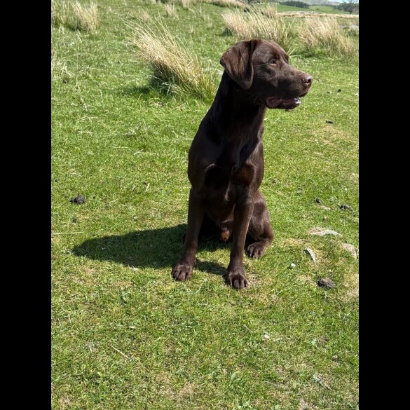 Labrador Retriever - Both