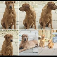 Labrador Retriever - Both