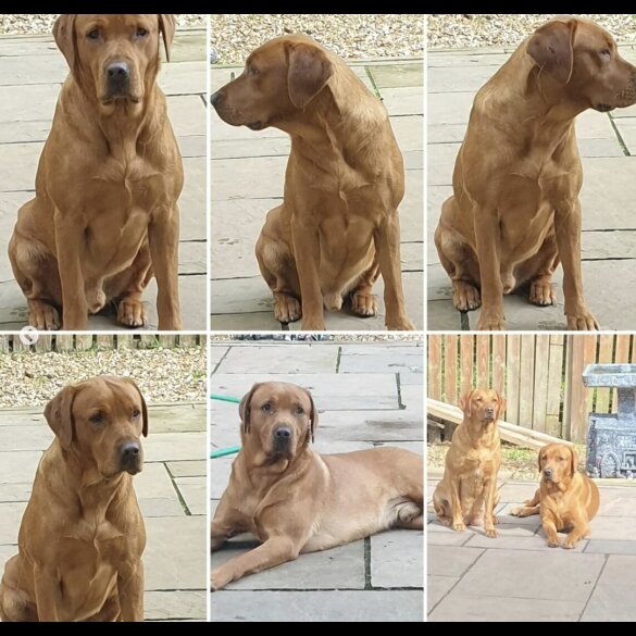Labrador Retriever - Both