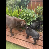 Labrador Retriever - Both