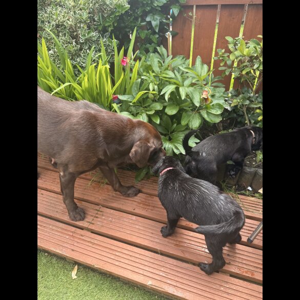 Labrador Retriever - Both