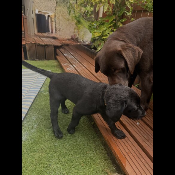 Labrador Retriever - Both