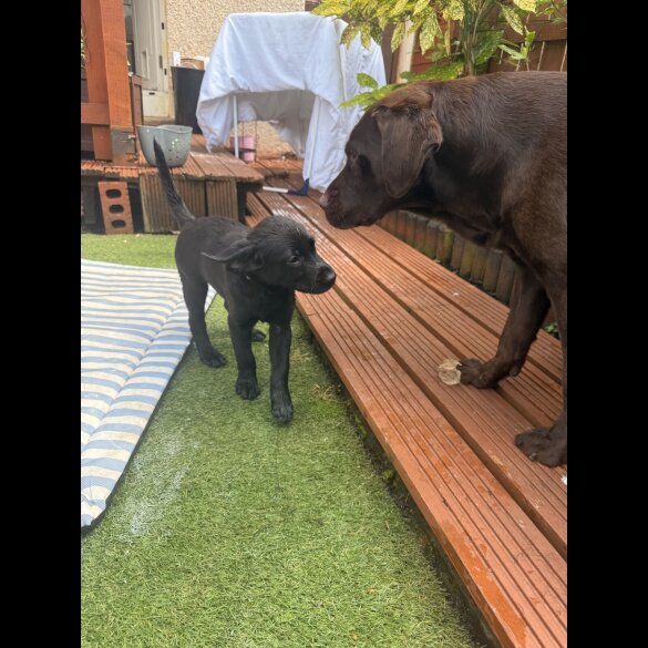 Labrador Retriever - Both