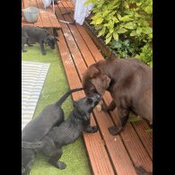 Labrador Retriever - Both