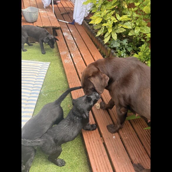 Labrador Retriever - Both