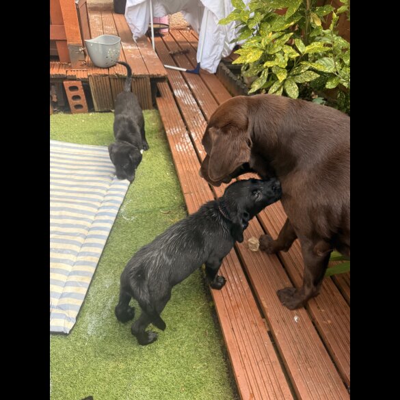 Labrador Retriever - Both