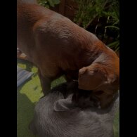 Labrador Retriever - Both