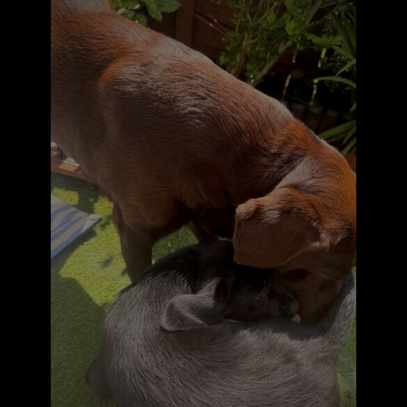 Labrador Retriever - Both