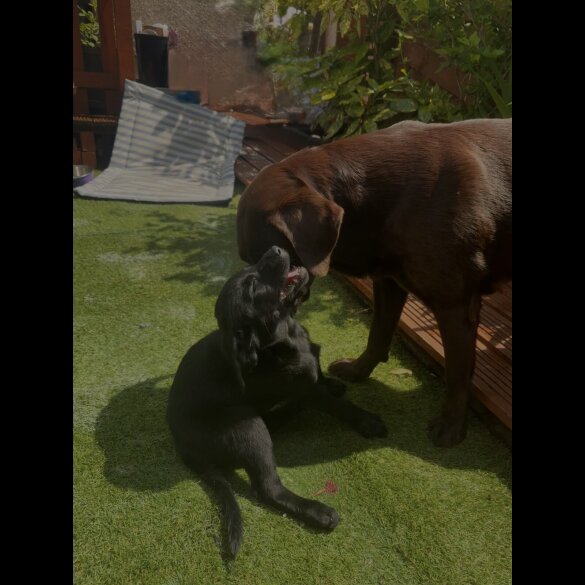 Labrador Retriever - Both