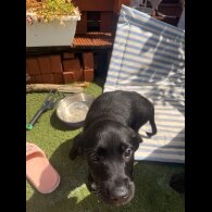 Labrador Retriever - Both