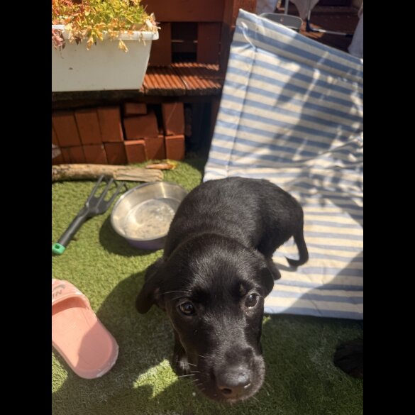 Labrador Retriever - Both