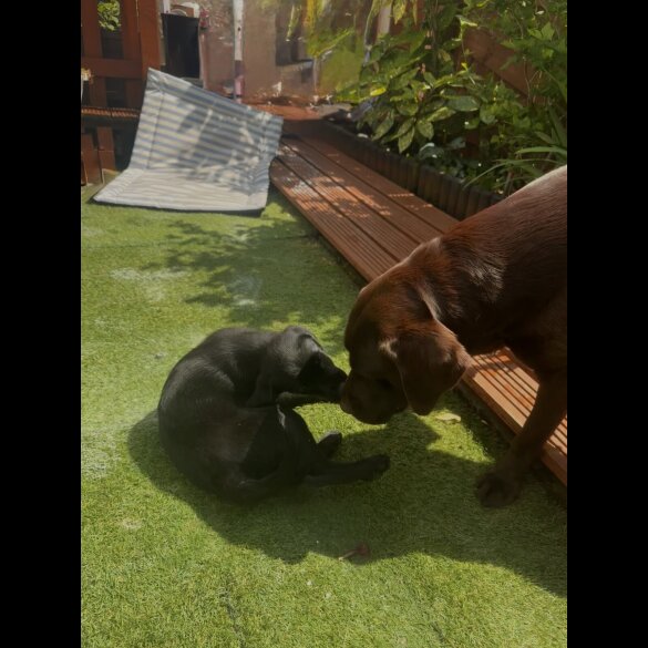 Labrador Retriever - Both