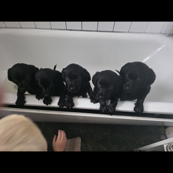 Labrador Retriever - Both