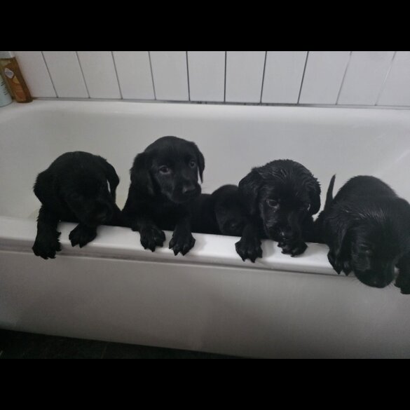 Labrador Retriever - Both