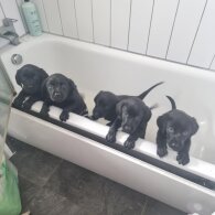 Labrador Retriever - Both