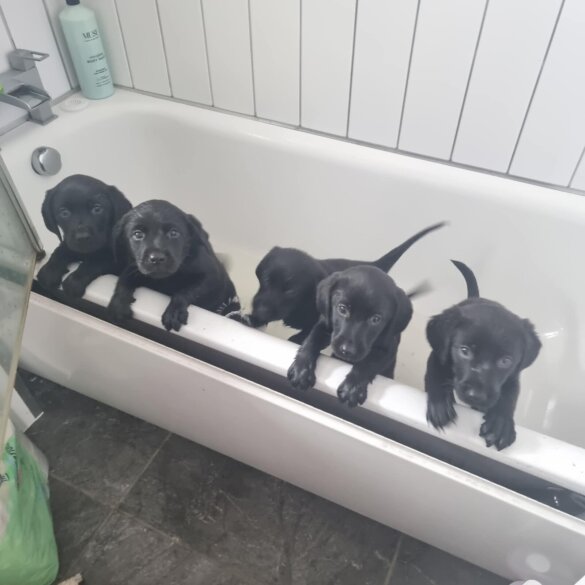 Labrador Retriever - Both