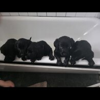 Labrador Retriever - Both