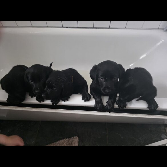 Labrador Retriever - Both