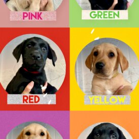 Labrador Retriever - Both