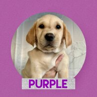 Labrador Retriever - Both