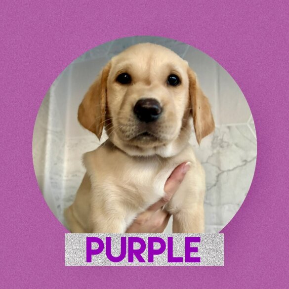 Labrador Retriever - Both