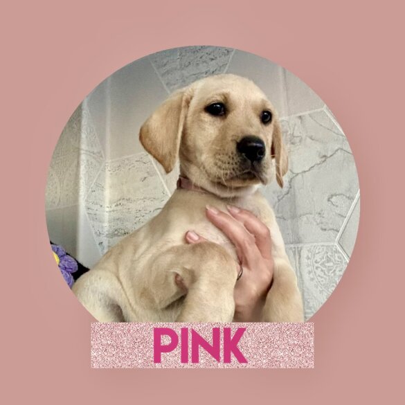 Labrador Retriever - Both