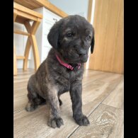 Labrador Retriever - Both