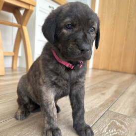 Labrador Retriever - Both