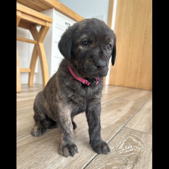 Labrador Retriever - Both