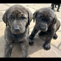 Labrador Retriever - Both