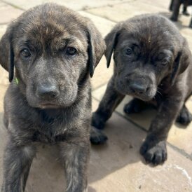 Labrador Retriever - Both