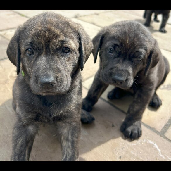 Labrador Retriever - Both