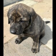 Labrador Retriever - Both